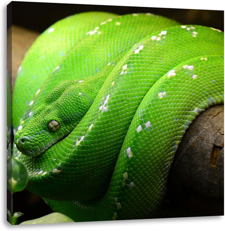 Grüne exotische Schlange, Format: 70x70 auf Leinwand, XXL riesige Bilder fertig gerahmt mit Keilrahm