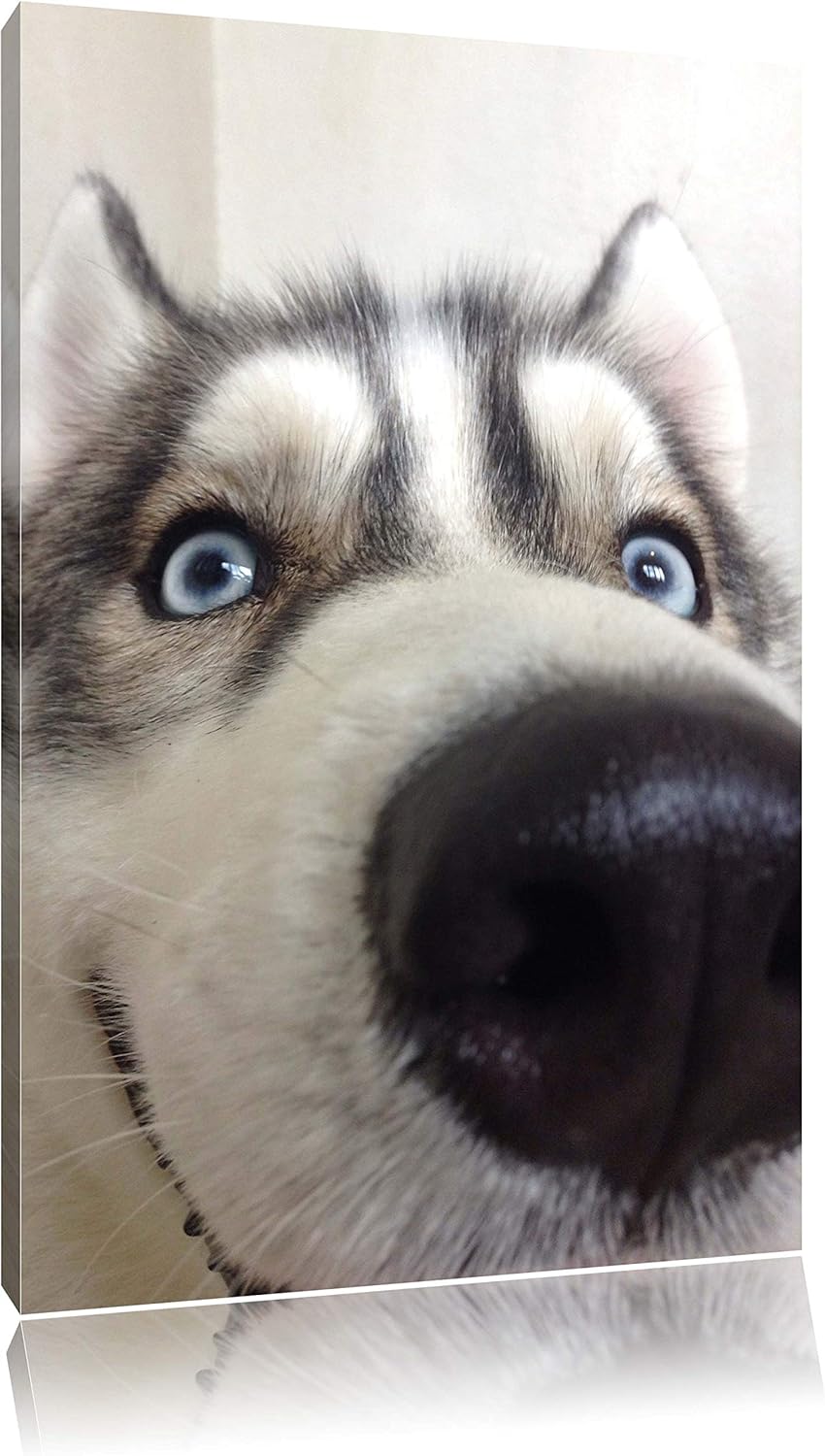 Glücklicher Husky, Format: 100x70 auf Leinwand, XXL riesige Bilder fertig gerahmt mit Keilrahmen, Ku