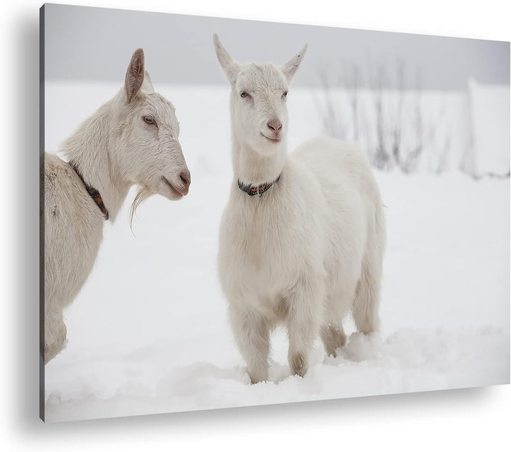 deyoli weisse Ziegen im Schnee Format: 100x70 als Leinwand, Motiv fertig gerahmt auf Echtholzrahmen,