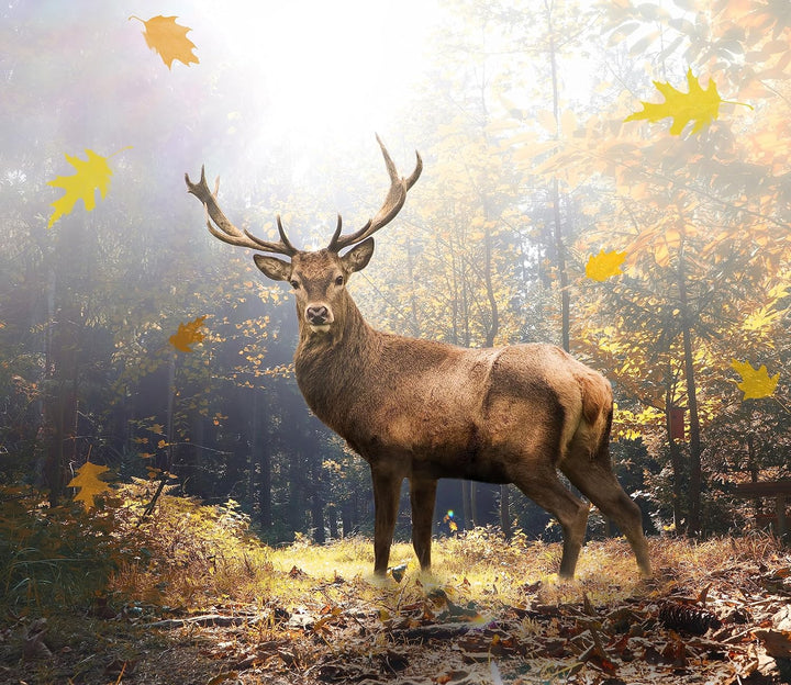 Hirsch im Wald mit fallenden Blättern Herdabdeckplatte & Spritzschutz aus Echtglas | Für Herd-Kochfe
