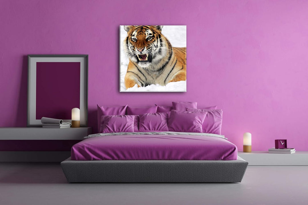 deyoli knurrender Tiger im Schnee im Format: 70x70 als Leinwandbild, Motiv fertig gerahmt auf Echtho