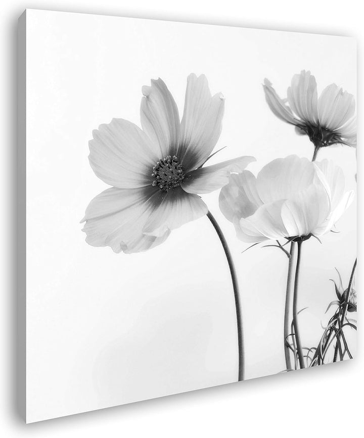 deyoli schöne Violette Blume im Format: 70x70 Effekt: Schwarz&Weiss als Leinwandbild, Motiv auf Echt