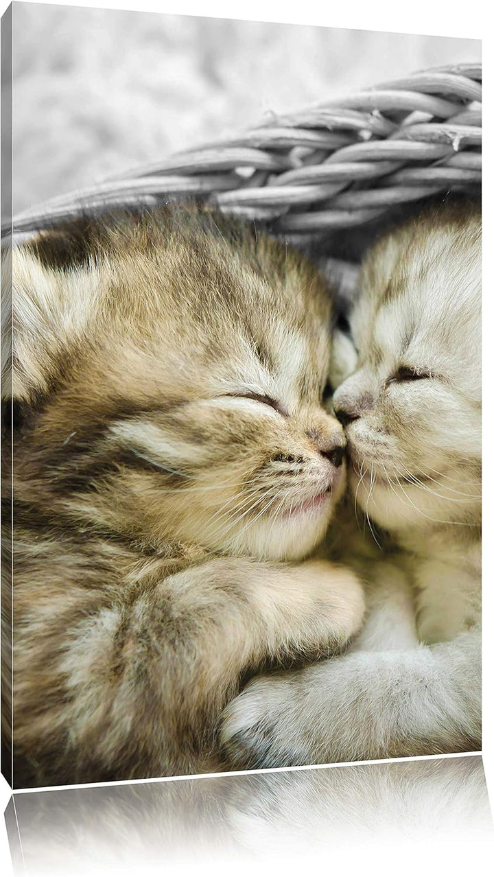 Pixxprint Zwei süsse Babykatzen im Korb als Leinwandbild/Grösse: 120x80 cm/Wandbild/Kunstdruck/ferti