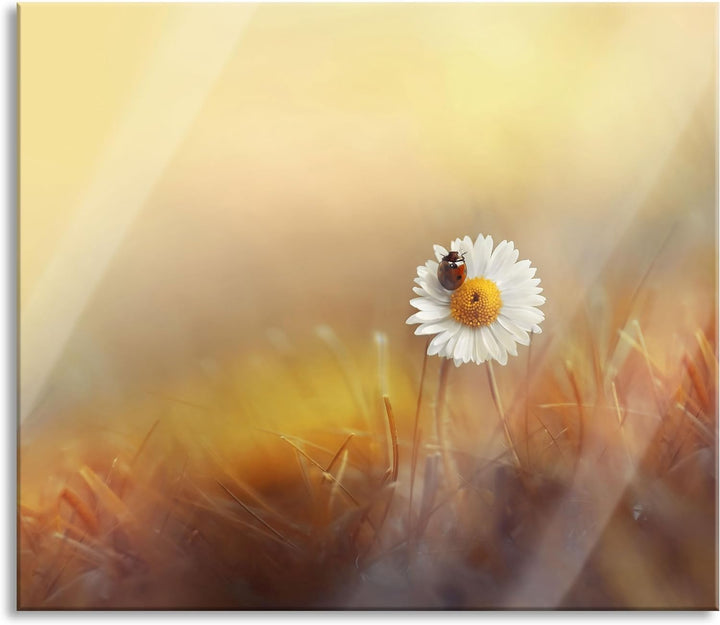 Gänseblümchen mit Marienkäfer Herdabdeckplatte & Spritzschutz aus Echtglas | Für Herd-Kochfelder | 6