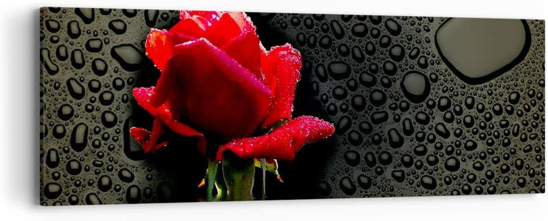 Panorama Bilder auf Leinwand Blume rote rose wasser tau Leinwandbild 90x30cm Wandbilder Dekoration W