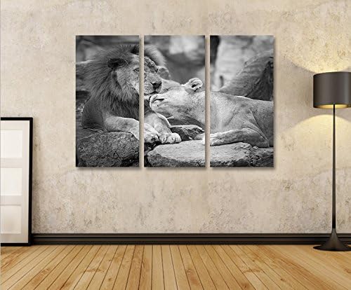 islandburner Bild Bilder auf Leinwand Löwen Paar SW Schwarz Weiss 3p XXL Poster Leinwandbild Wandbil