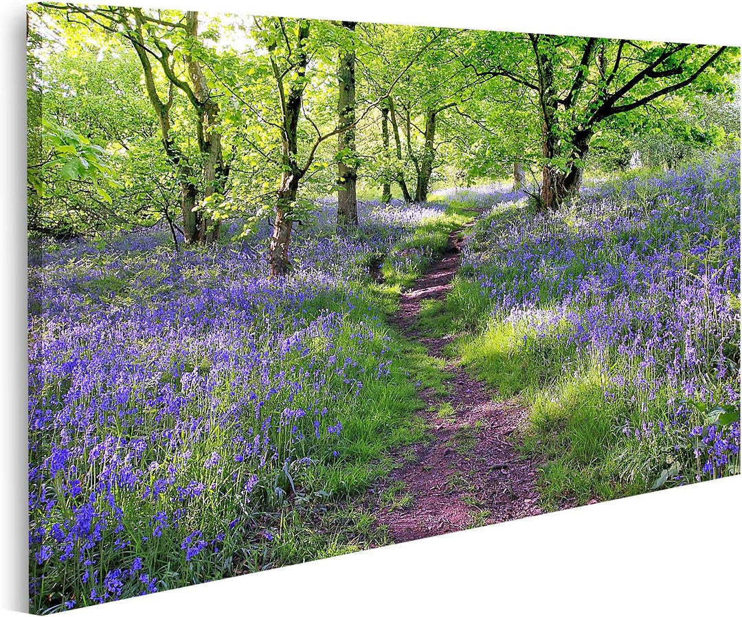 islandburner Bild auf Leinwand Blaue Glocken Wald In Schottland Bilder Wandbilder Poster Leinwand 10