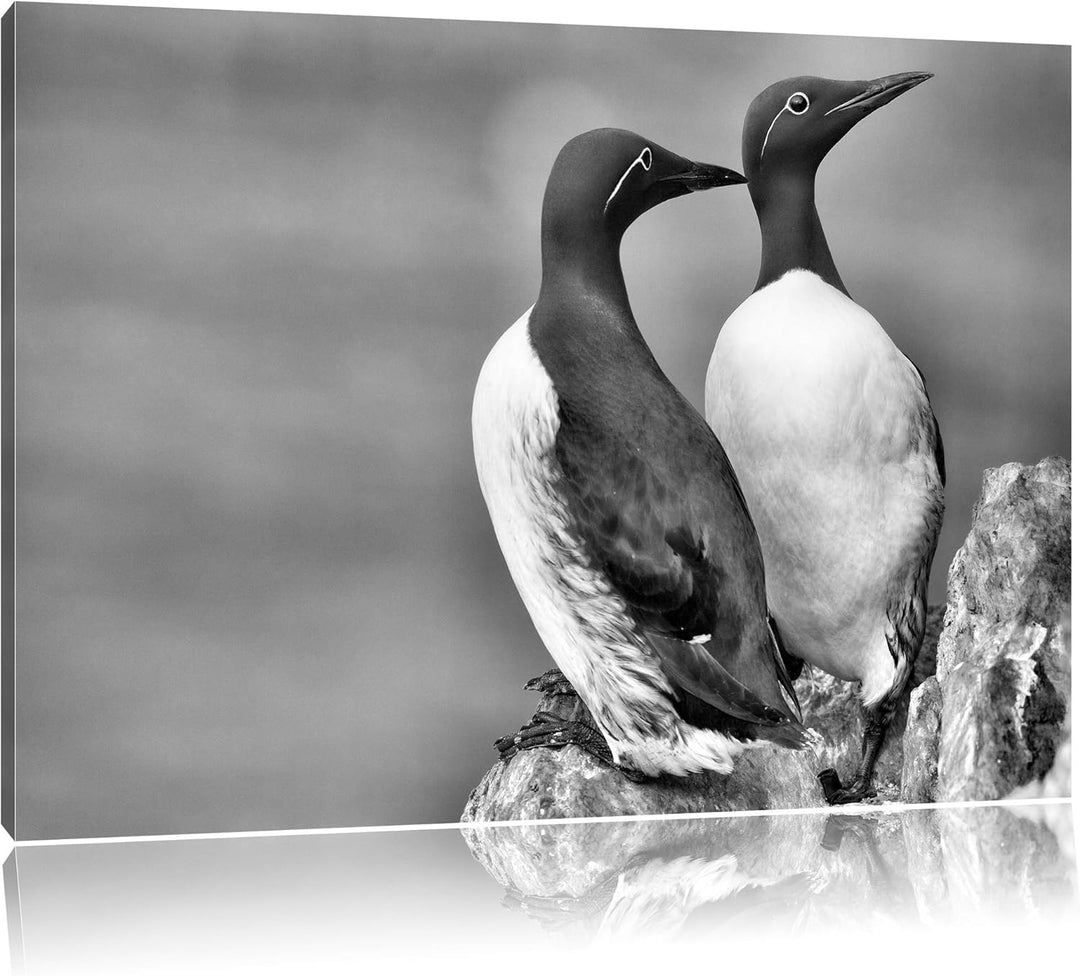 Pixxprint Zwei Trottellummen auf Felsen als Leinwandbild/Grösse: 100x70 cm/Wandbild/Kunstdruck/ferti