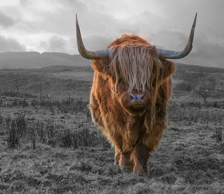 Highlandrind bei Sonnenuntergang B&W Detail Herdabdeckplatte & Spritzschutz aus Echtglas | Für Herd-