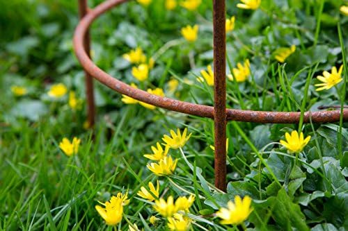 KUHEIGA Stabiler Staudenhalter Rost H: 60cm, Volleisen Strauchhalter, Rankgerüst,