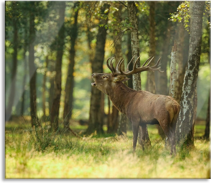 Hirsch im Wald Herdabdeckplatte & Spritzschutz aus Echtglas | Für Herd-Kochfelder | 60x52 cm