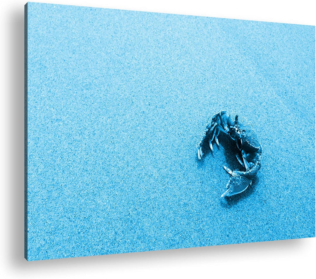 deyoli rote Krabbe im Sand Format 80x60 Effekt: Monocrome Blau als Leinwandbild, Motiv fertig gerahm