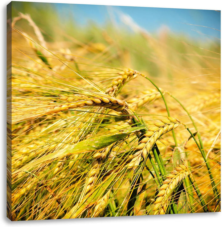 Goldene Getreide Ären, Format: 70x70 auf Leinwand, XXL riesige Bilder fertig gerahmt mit Keilrahmen,