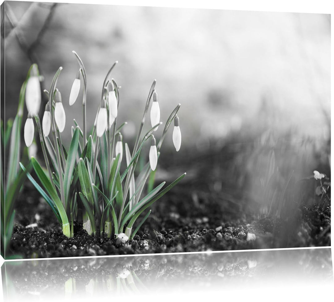 Frühlings Schneeglöckchen schwarz/weiss Format: 100x70 auf Leinwand, XXL riesige Bilder fertig gerah