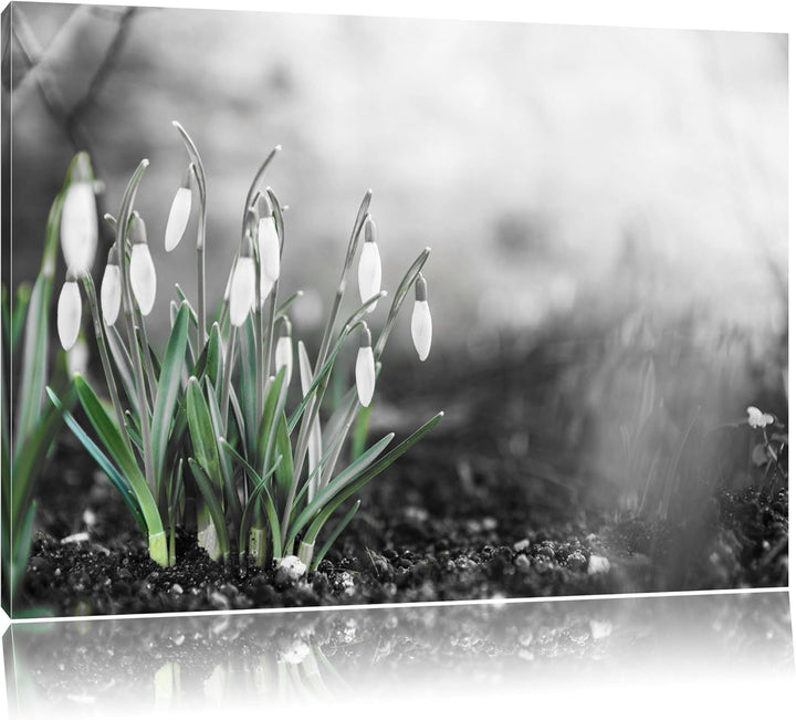 Frühlings Schneeglöckchen schwarz/weiss Format: 100x70 auf Leinwand, XXL riesige Bilder fertig gerah