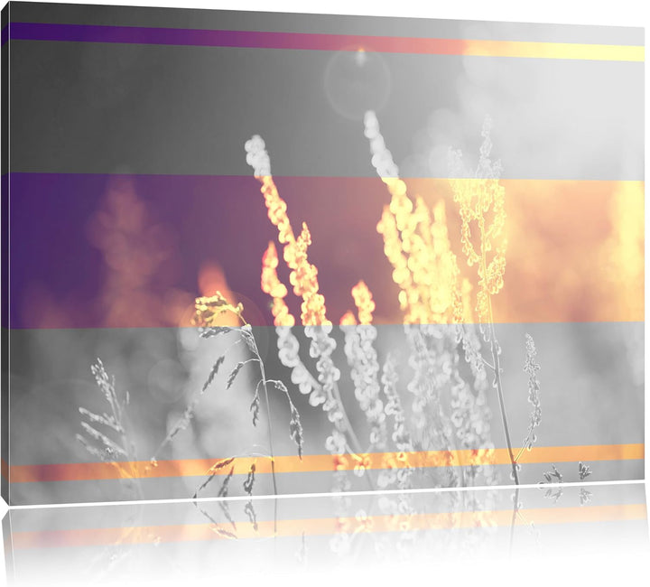 Gräser bei abendlicher Dämmerung schwarz/weiss Format: 100x70 auf Leinwand, XXL riesige Bilder ferti