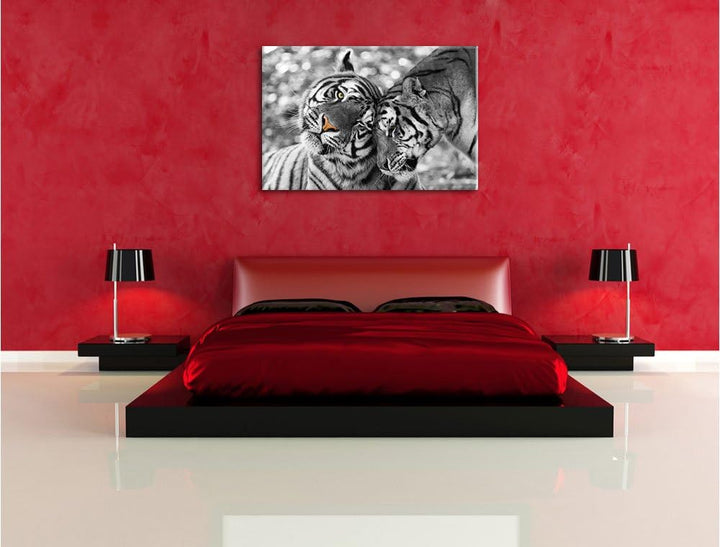 Pixxprint Zwei liebkosende Tiger B&W Detail, Format: 100x70 auf Leinwand, 100x70