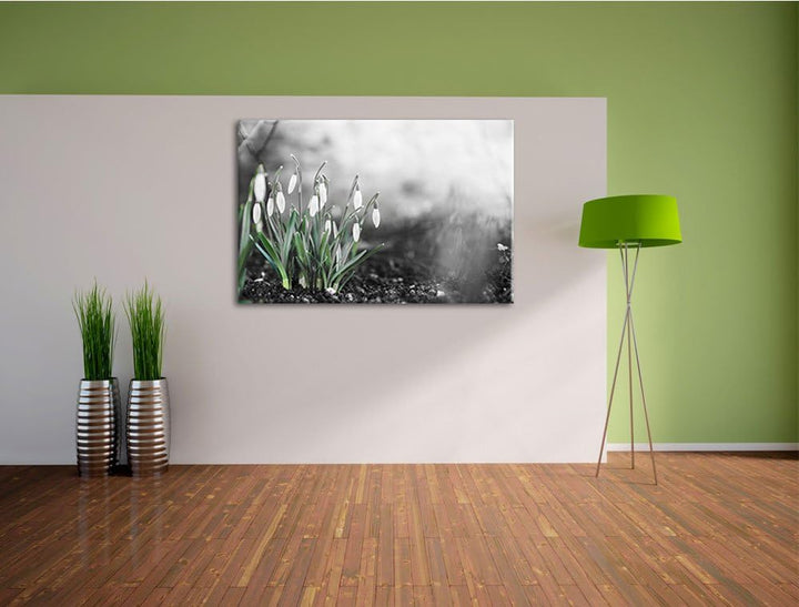 Frühlings Schneeglöckchen schwarz/weiss Format: 100x70 auf Leinwand, XXL riesige Bilder fertig gerah