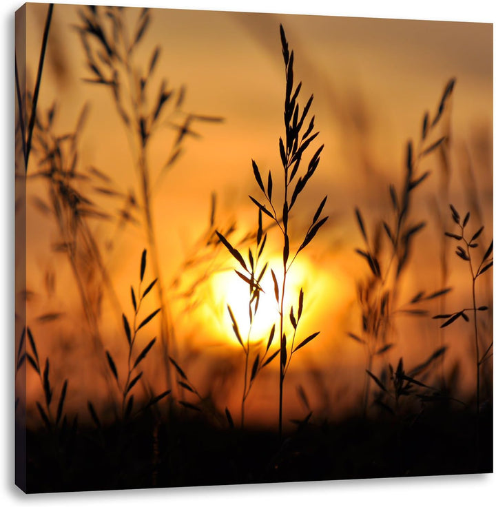 Gras bei Sonnenuntergang, Format: 70x70 auf Leinwand, XXL riesige Bilder fertig gerahmt mit Keilrahm