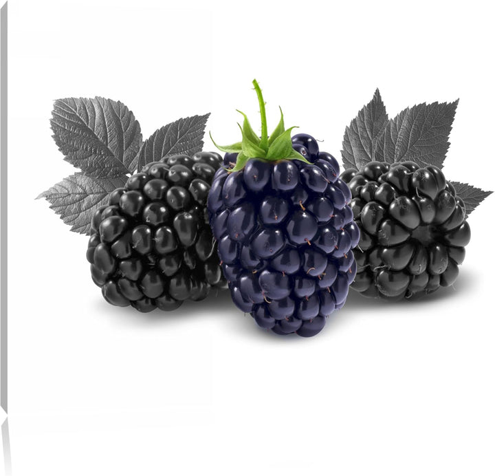 Grosse Brombeeren schwarz/weiss Format: 100x70 cm auf Leinwand, XXL riesige Bilder fertig gerahmt mi
