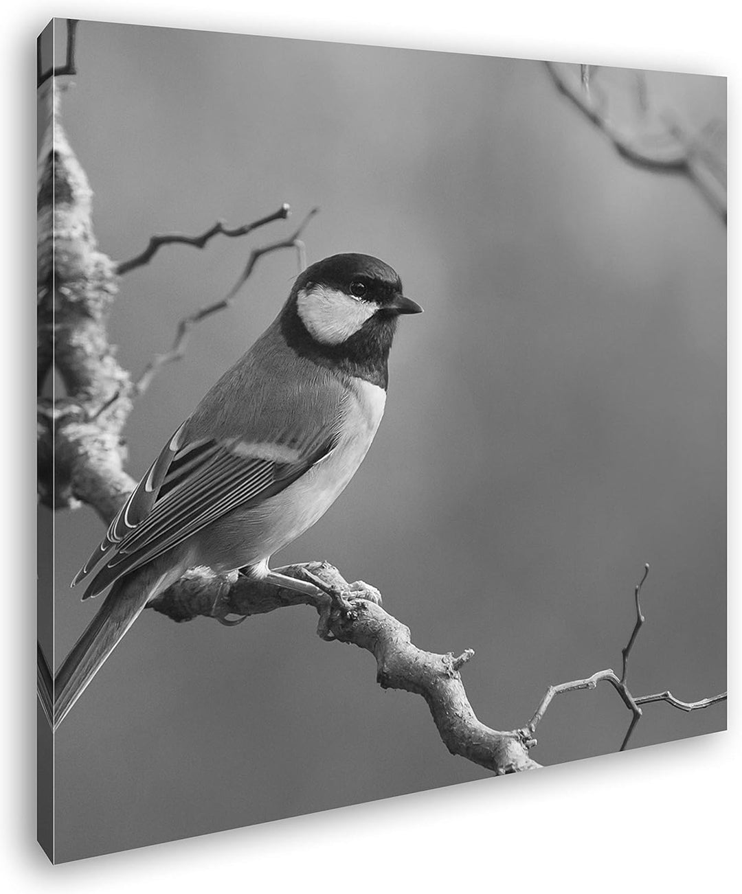 deyoli süsser Kleiner Vogel Format: 60x60 Effekt: Schwarz&Weiss als Leinwandbild, Motiv fertig gerah