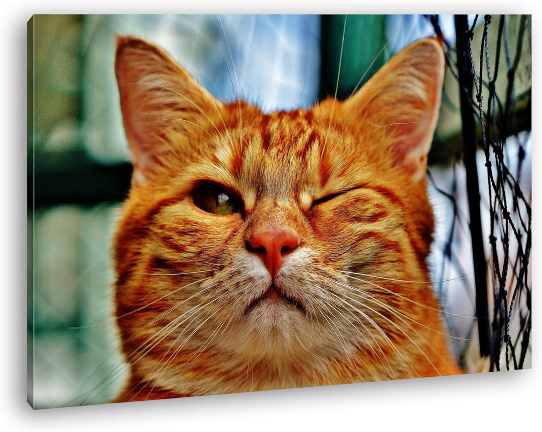 deyoli zwinkernde Katze Format: 80x60 als Leinwandbild, Motiv fertig gerahmt auf Echtholzrahmen, Hoc