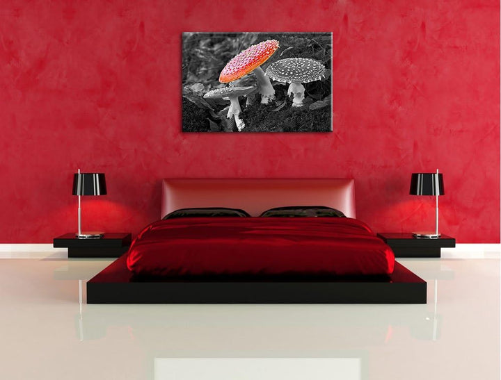 prächtige Fliegenpilze auf Waldboden schwarz/weiss auf Leinwand, XXL riesige Bilder fertig gerahmt m