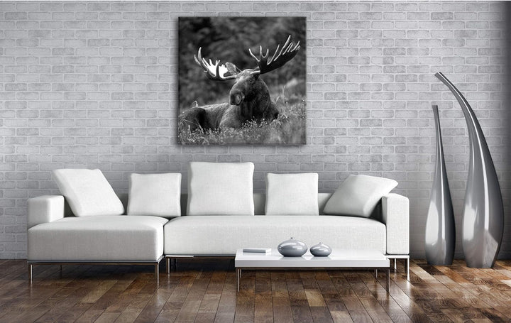 deyoli ruhig liegender Elch Format: 60x60 Effekt: Schwarz&Weiss als Leinwandbild, Motiv fertig gerah
