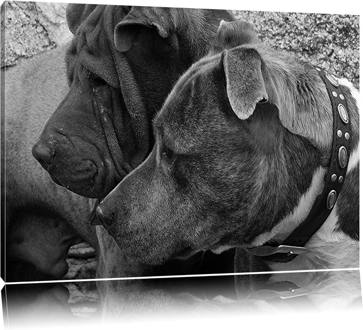 Pixxprint Zwei Hunde im Profil auf Leinwand, XXL riesige Bilder fertig gerahmt mit Keilrahmen, Kunst