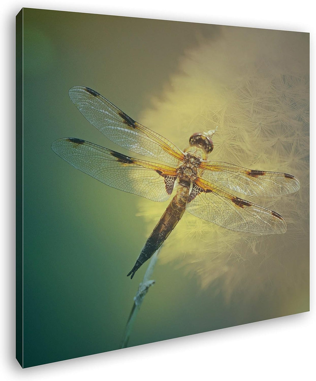 deyoli stolze Libelle Format: 60x60 als Leinwand, Motiv fertig gerahmt auf Echtholzrahmen, Hochwerti