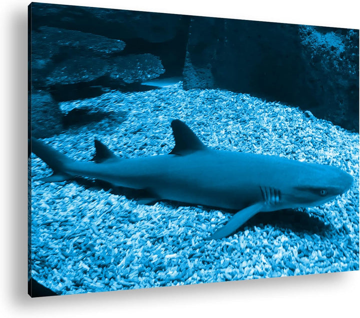 deyoli Weissspitzen Hai Format 80x60 Effekt: Monocrome Blau als Leinwandbild, Motiv fertig gerahmt a