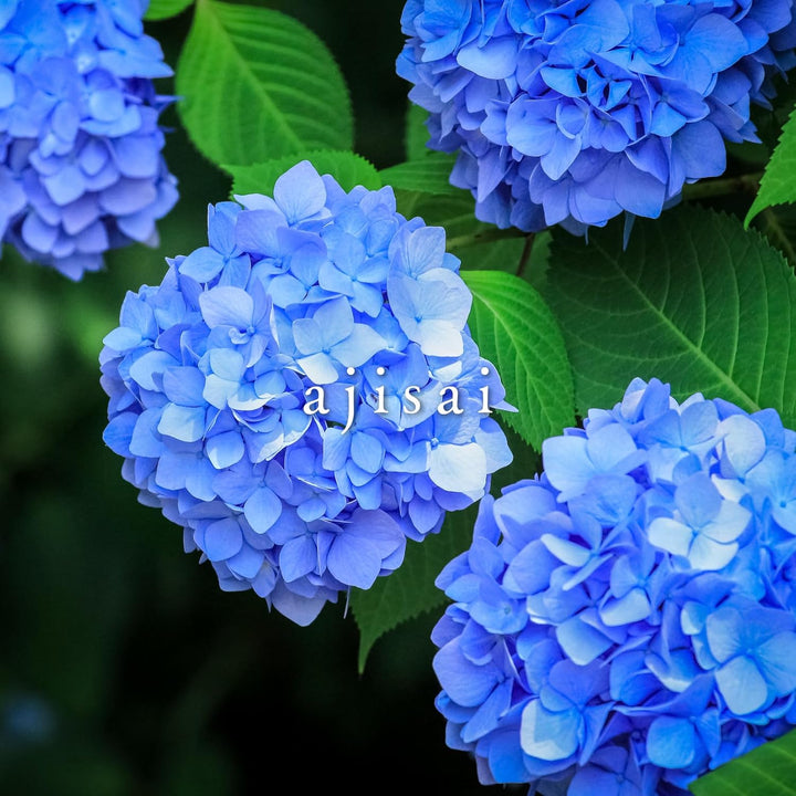 Pilot Iroshizuku Tinte für Füllfederhalter Talla única blau, blau