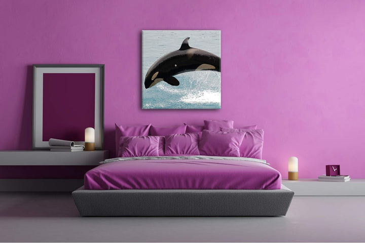 deyoli verspielter Orca Format: 70x70 als Leinwandbild, Motiv fertig gerahmt auf Echtholzrahmen, Hoc
