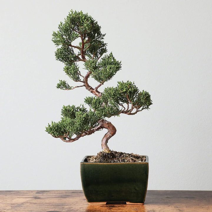 Wazakura Tokoname Serie Kleiner Handgefertigter Rechteckiger Bonsai-Topf mit Drainagelöchern 135 mm,
