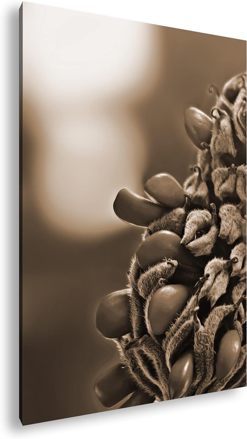 deyoli Südliche Magnolie Stierbucht Format: 80x60 Effekt: Sepia als Leinwandbild, Motiv fertig gerah