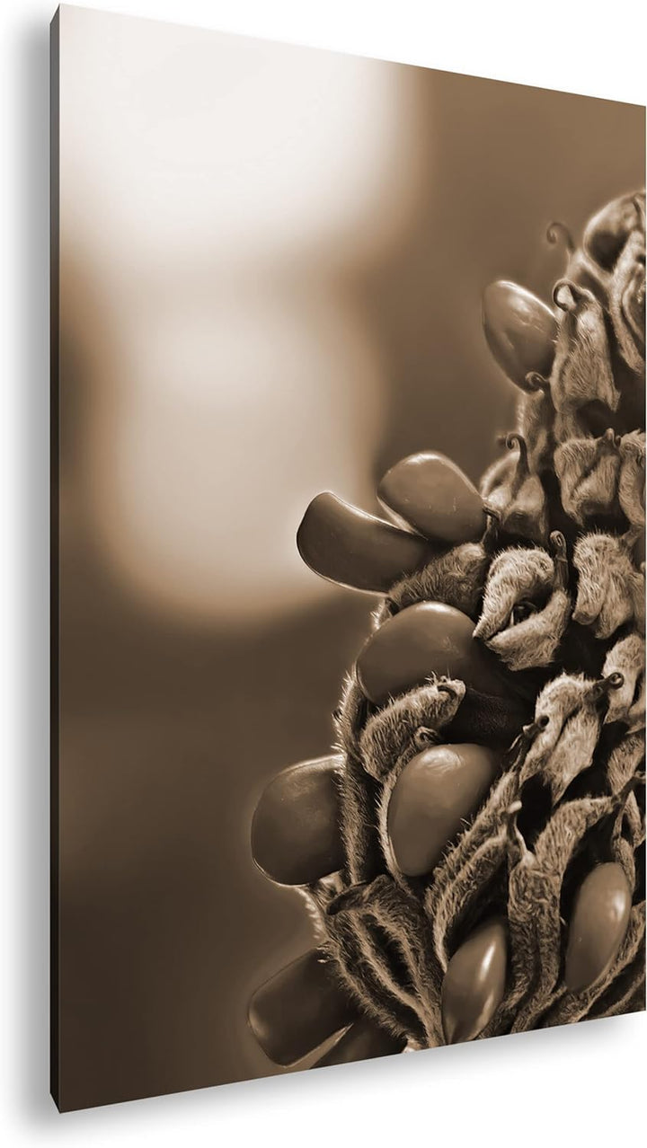 deyoli Südliche Magnolie Stierbucht Format: 80x60 Effekt: Sepia als Leinwandbild, Motiv fertig gerah
