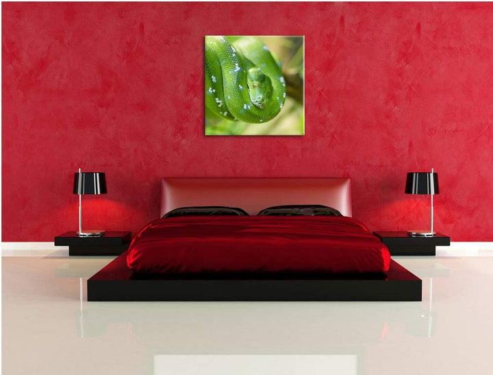 Grüne giftige Baumschlange, Format: 70x70 auf Leinwand, XXL riesige Bilder fertig gerahmt mit Keilra