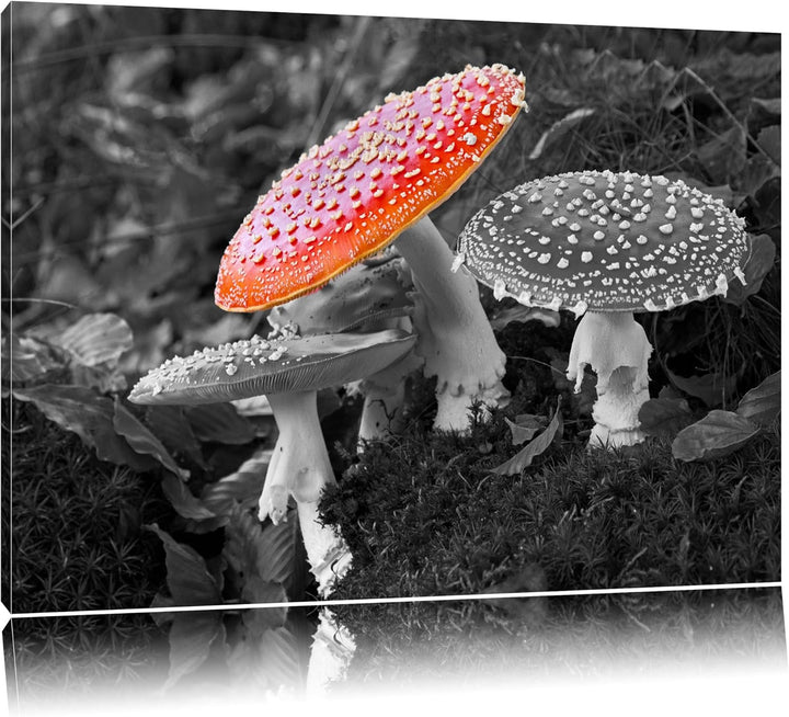 prächtige Fliegenpilze auf Waldboden schwarz/weiss auf Leinwand, XXL riesige Bilder fertig gerahmt m