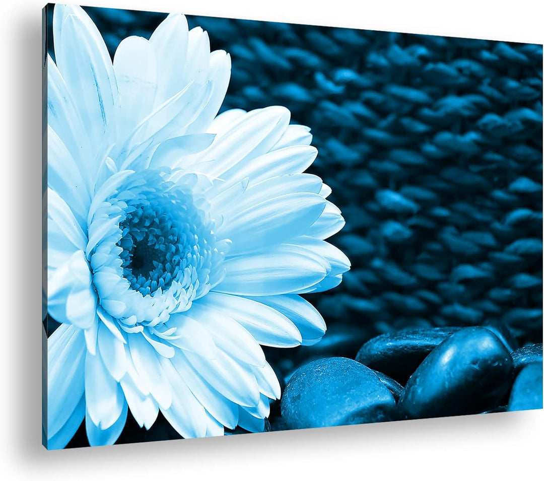 deyoli Weisse Gerbera Format: 100x70 Effekt: Monocrome Blau als Leinwandbild, Motiv fertig gerahmt a