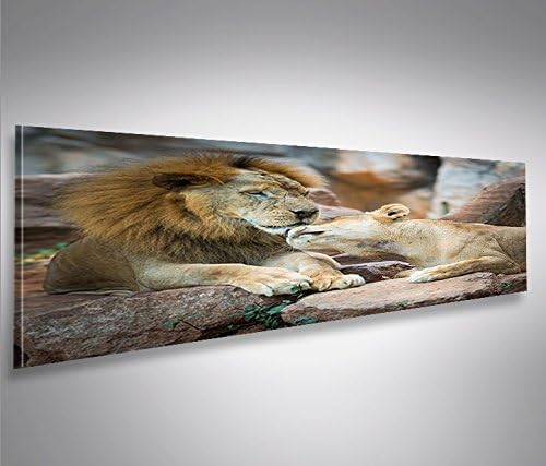 islandburner Bild Bilder auf Leinwand Löwen Paar Panorama XXL Poster Leinwandbild Wandbild Dekoartik