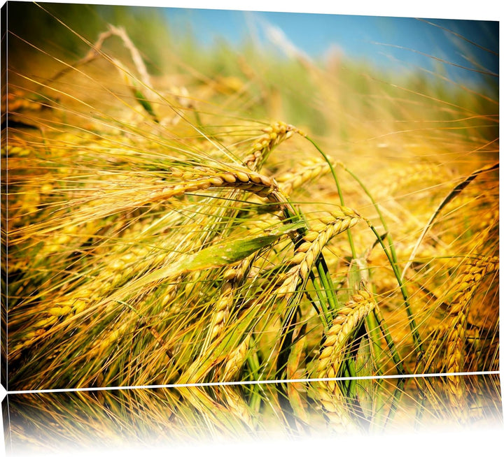 Goldene Getreide Ären Format: 100x70 auf Leinwand, XXL riesige Bilder fertig gerahmt mit Keilrahmen,