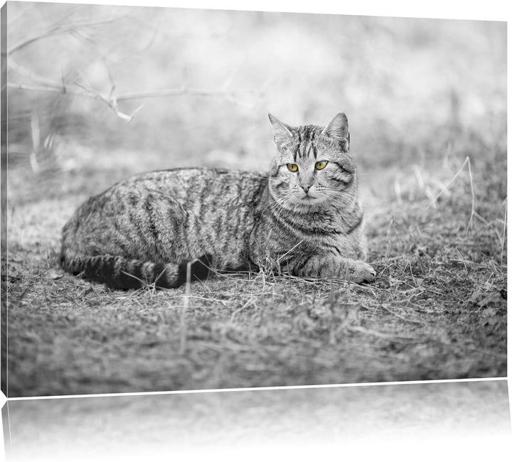 ruhende Katze auf Waldboden schwarz/weiss Format: 100x70 auf Leinwand, XXL riesige Bilder fertig ger