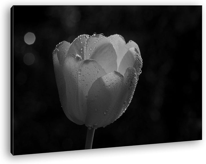 deyoli schneeweisse Tulpe Format: 100x70 Effekt: Schwarz&Weiss als Leinwandbild, Motiv fertig gerahm
