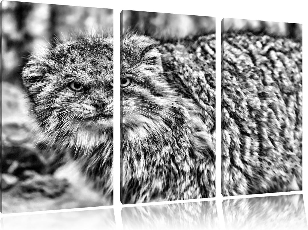 Pixxprint wütende Manul / 3-Teilig/Gesamtmass 120cm Leinwandbild bespannt auf Holzrahmen/Wandbild Ku