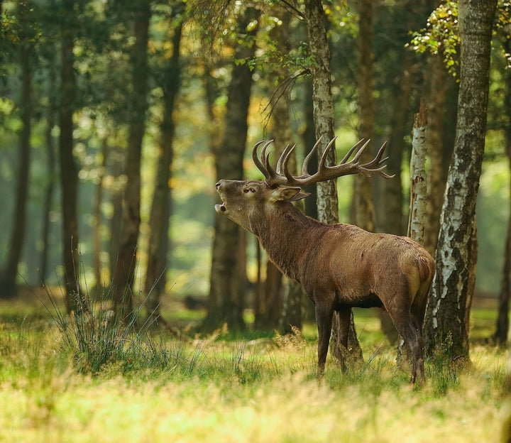 Hirsch im Wald Herdabdeckplatte & Spritzschutz aus Echtglas | Für Herd-Kochfelder | 60x52 cm