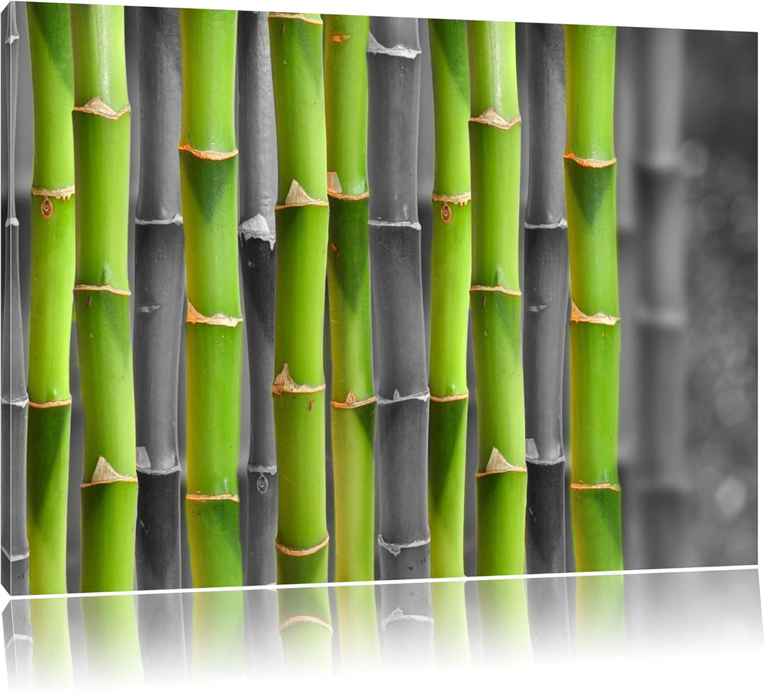 frischer grüner Bambus schwarz/weiss Format: 100x70 auf Leinwand, XXL riesige Bilder fertig gerahmt