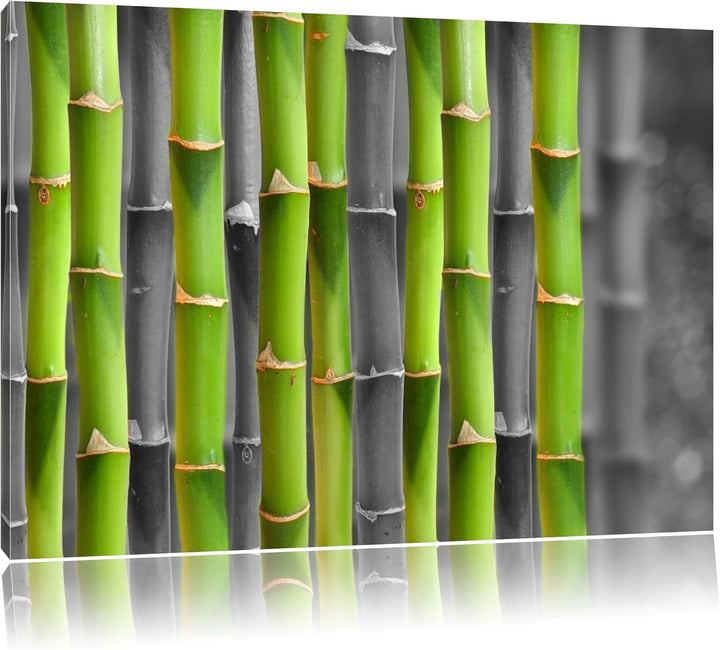 frischer grüner Bambus schwarz/weiss Format: 100x70 auf Leinwand, XXL riesige Bilder fertig gerahmt