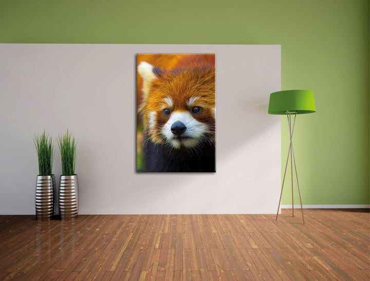 Roter Pandabär auf Ast, Format: 100x70 auf Leinwand, XXL riesige Bilder fertig gerahmt mit Keilrahme