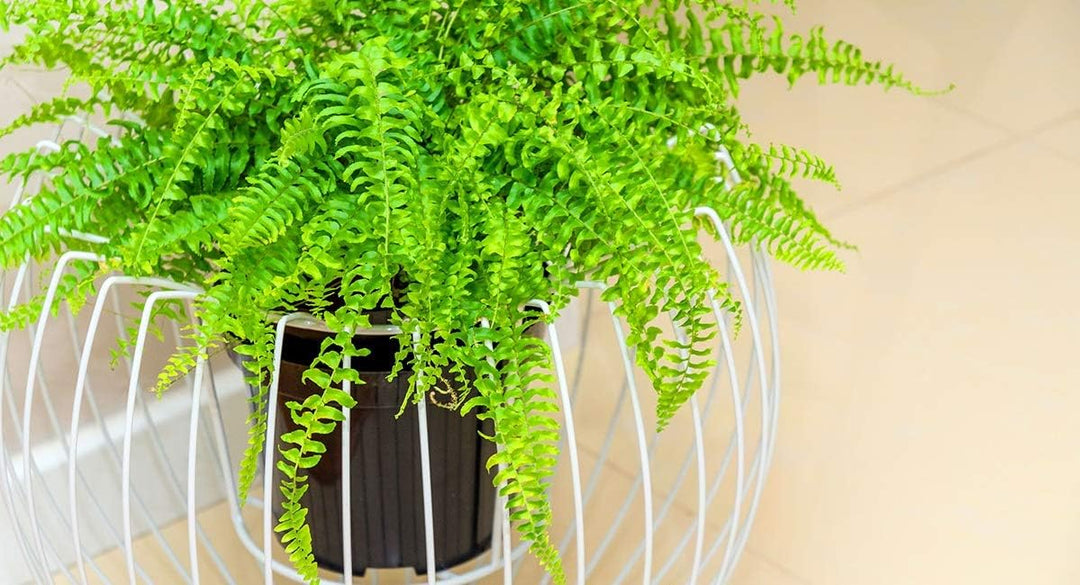 KADAX Blumentopfständer, Pflanzenständer, Blumenübertopf, Blumenständer für Innen- und Aussenbereich