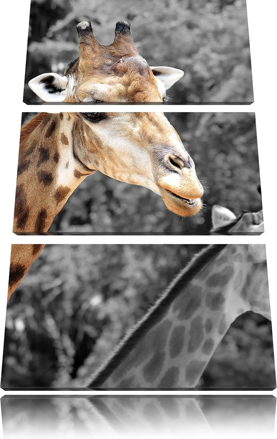 Pixxprint Zwei schöne Giraffen schwarz/weiss als Leinwandbild/Grösse: 3 Teilig (120x80) cm/Wandbild/